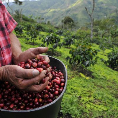 Harar coffee